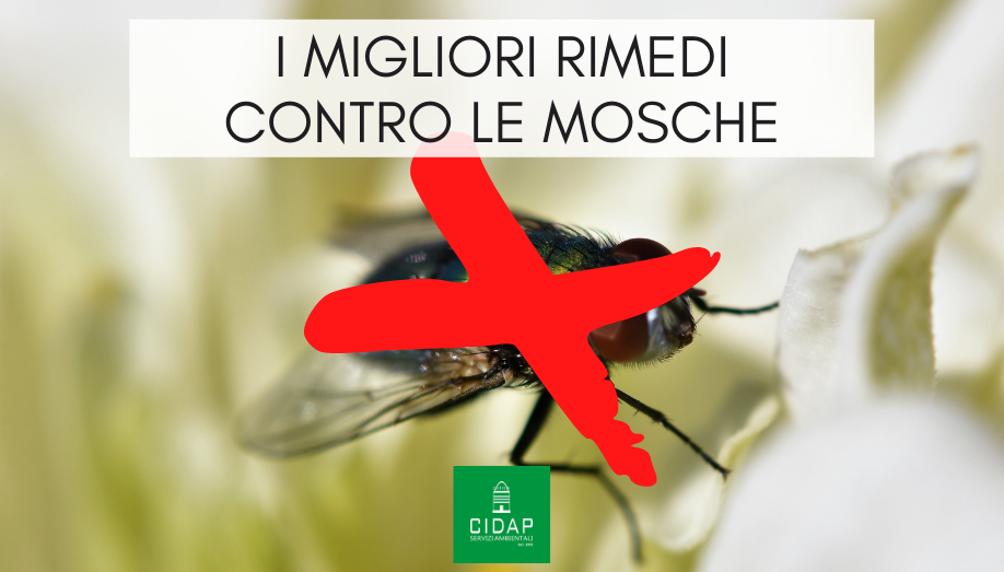 Quali sono i migliori rimedi contro le mosche