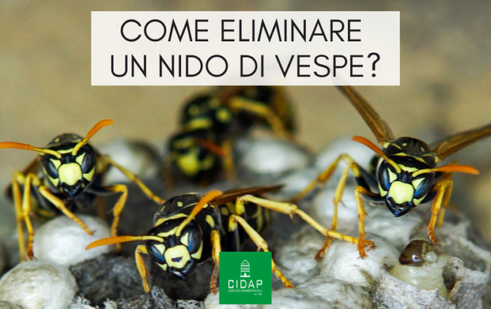 Come eliminare e prevenire un nido di vespe