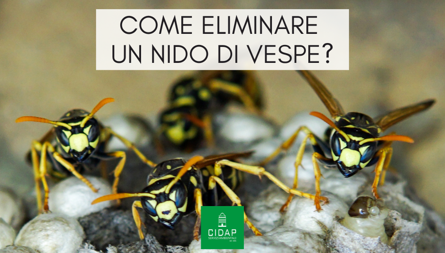 Come eliminare e prevenire un nido di vespe