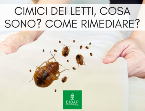 Cosa sono le cimici dei letti? Come rimediare all’infestazione?