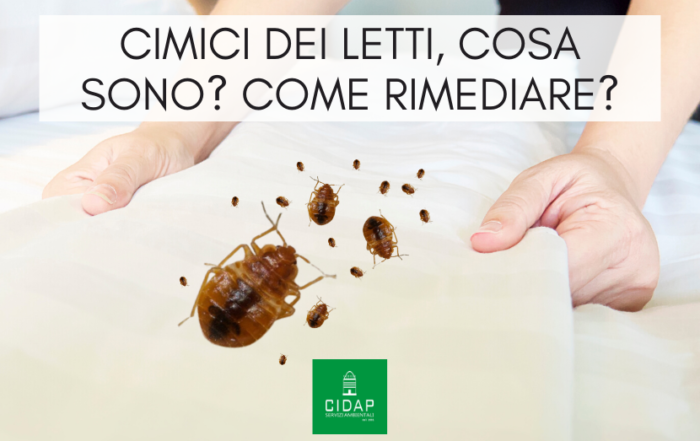 Cimici dei letti: cosa sono e come rimediare