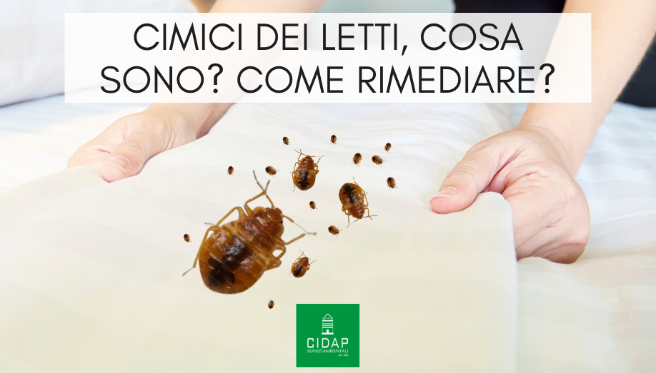 Cimici dei letti: cosa sono e come rimediare