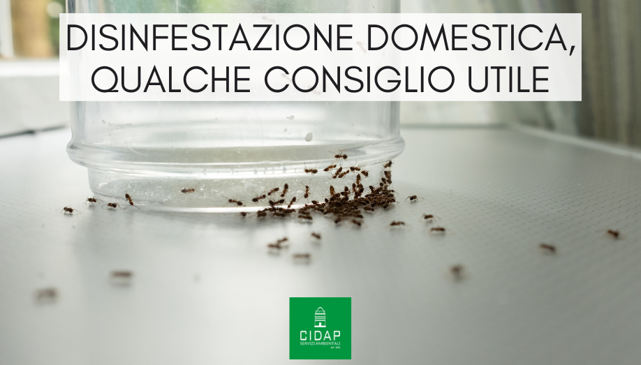 Disinfestazione domestica: consigli utili per un ambiente sano | Cidap
