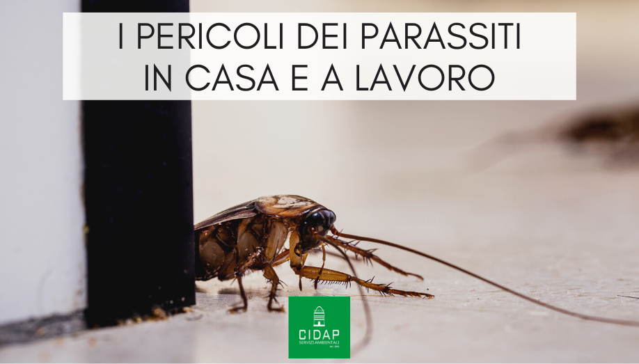 Parassiti: pericoli in ambiente domestico e lavorativo