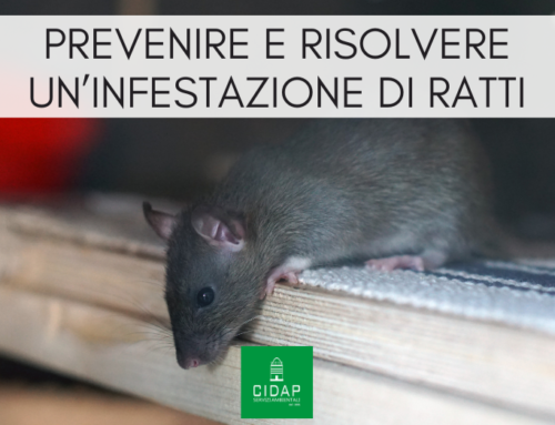 Come prevenire e risolvere una infestazione di ratti e topi in ambienti domestici?
