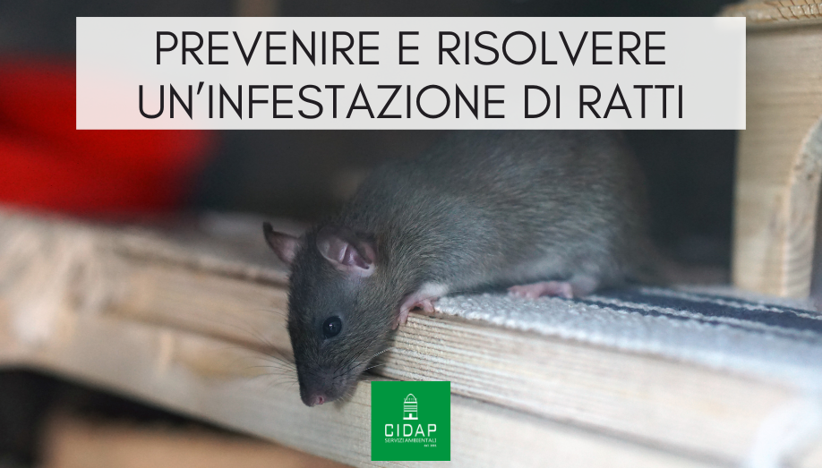 Prevenire e risolvere infestazione topi e ratti in ambienti domestici