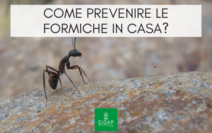 Prevenzione contro formiche in casa: tecniche efficaci
