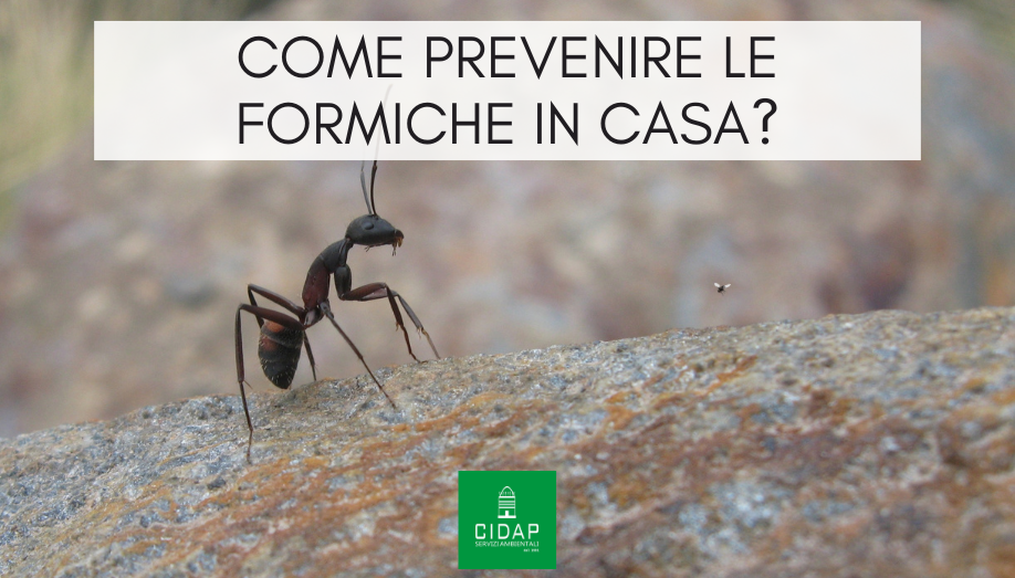 Prevenzione contro formiche in casa: tecniche efficaci