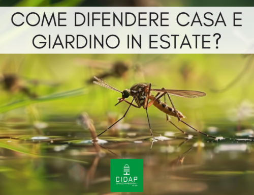 Come difendere casa e giardino da zanzare e formiche durante l’estate?