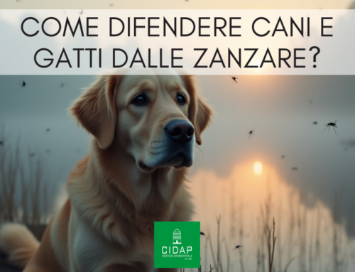Pericoli delle zanzare: come prevenire e difendere gli animali domestici