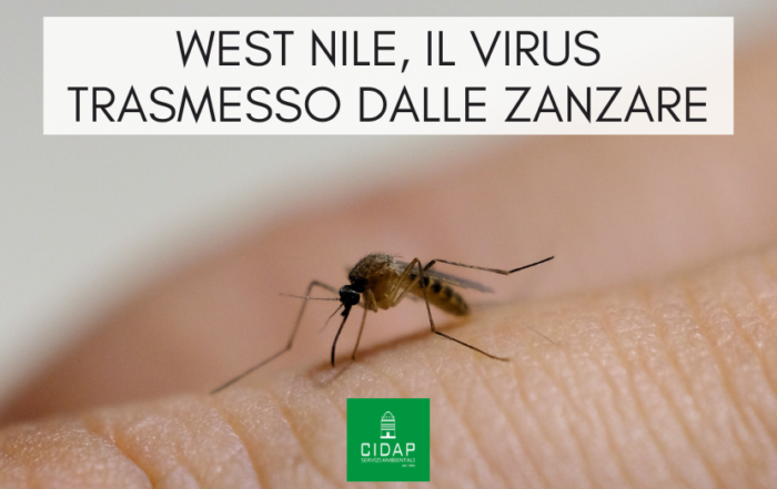 West Nile: virus trasmesso da zanzare