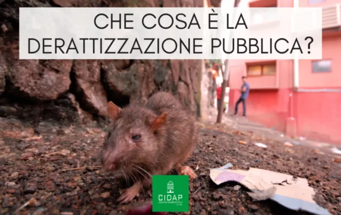 Derattizzazione pubblica: che cosa è e a cosa serve?