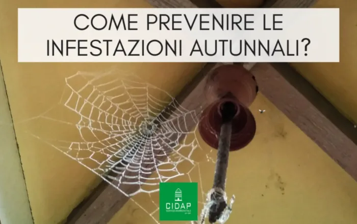 Infestazioni in autunno: come prevenire in casa e giardino