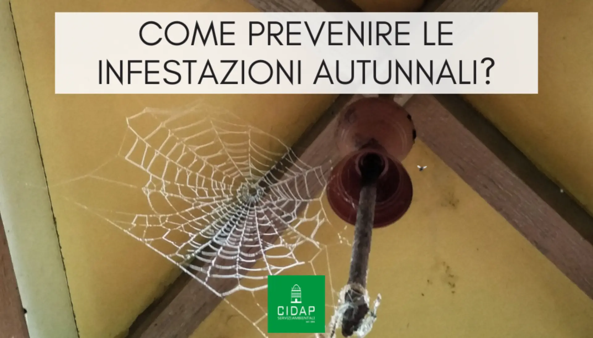 Infestazioni in autunno: come prevenire in casa e giardino