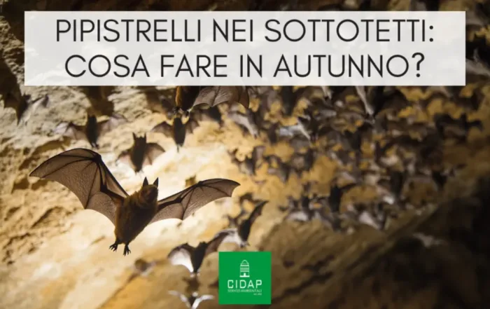 Pipistrelli e piccoli volatili nei sottotetti: cosa fare in autunno