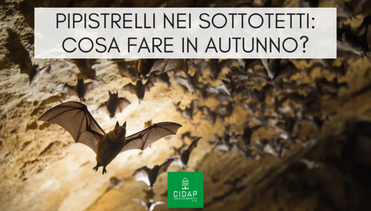 Pipistrelli e piccoli volatili nei sottotetti: cosa fare in autunno