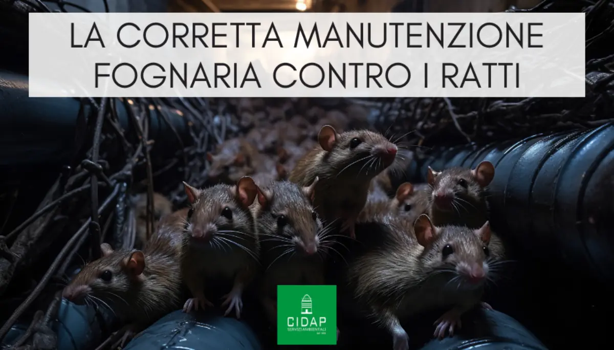 Corretta manutenzione fognaria contro infestazione ratti