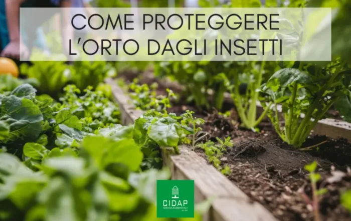 Come proteggere orto dagli insetti in modo sicuro