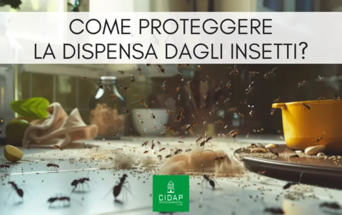 Come proteggere dispensa da insetti: consigli e prodotti