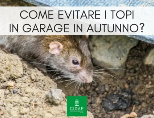 Come evitare che i roditori entrino in garage e cantine in autunno