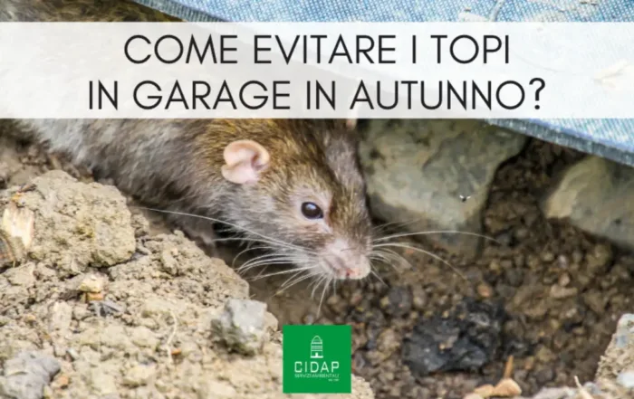 Come evitare che roditori entrino in garage e cantine in autunno